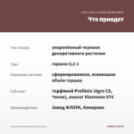 Пеперомия Каперата Кайен (0,2л) — что приедет