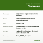 Пеперомия Каперата Лилиан (0,2л) — что приедет