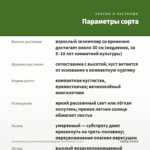 Пеперомия клузиелистная Рэд Марджин (Red Margin) (0,1л) — параметры сорта