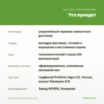 Пеперомия Перескиелистная (0,1л) — что приедет