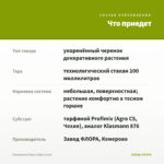 Пеперомия Пикси Лайм (0,1л) — что приедет