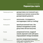 Пеперомия Prostrata (0,1л) — параметры сорта