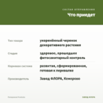 Пеперомия Prostrata — что приедет