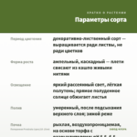Пеперомия Prostrata (срез/10-15см) — параметры сорта