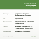 Пеперомия Роял Принцесс (0,2л) — что приедет