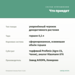 Пеперомия Сильвер Фрост (0,2л) — что приедет