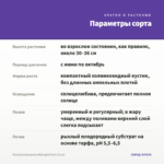 Петуния Amazonas Midnight Finch (0,1л) — параметры сорта