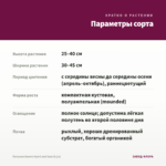 Петуния Amore Heart and Soul (0,1л) — параметры сорта