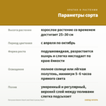 Петуния Amore Heart and Soul (срезы/5шт) — параметры сорта