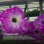 Петуния Amore Princess Pink (0,1л) — откуда растение: вертикальная ферма Завода ФЛОРА в Кемерово