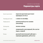 Петуния Amore Princess Pink (0,1л) — параметры сорта