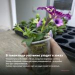 Петуния Amore Princess Pink (0,1л) — в таком виде растение уходит в заказ