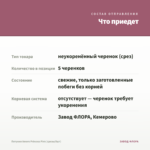 Петуния Amore Princess Pink (срезы/5шт) — что приедет
