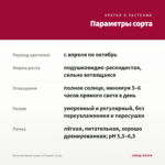 Петуния Amore Queen of Hearts (0,1л) — параметры сорта