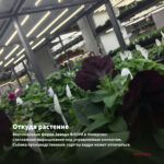 Петуния Amore Queen of Hearts (срезы/5шт) — откуда растение: вертикальная ферма Завода ФЛОРА в Кемерово