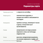 Петуния Amore Queen of Hearts (срезы/5шт) — параметры сорта