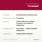Петуния Amore Queen of Hearts (срезы/5шт) — что приедет
