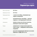 Петуния BeautiCal Purple Dawn (срезы/5шт) — параметры сорта