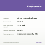 Петуния BeautiCal Purple Dawn (срезы/5шт) — как укоренить черенок