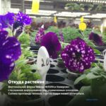 Петуния Blue Diamond (0,1л) — откуда растение: вертикальная ферма Завода ФЛОРА в Кемерово