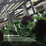 Петуния Blue Diamond (срез/5шт) — откуда растение: вертикальная ферма Завода ФЛОРА в Кемерово