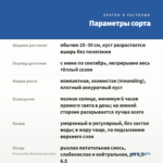 Петуния Blue Diamond (срез/5шт) — параметры сорта