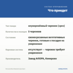 Петуния Blue Diamond (срез/5шт) — что приедет