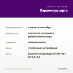 Петуния Bubbles Lavander Twist (срезы/5 шт) — параметры сорта