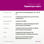 Петуния Bubbles Purple (0,1л) — параметры сорта