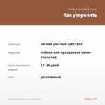 Петуния Capella Berry Lace (срезы/5шт) — как укоренить черенок