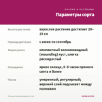 Петуния Capella Burgundy (0,1л) — параметры сорта
