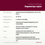 Петуния Capella Fuchsia Lace (срезы/5шт) — параметры сорта