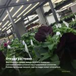 Петуния Capella Inked (0,1л) — откуда растение: вертикальная ферма Завода ФЛОРА в Кемерово