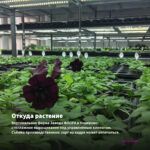 Петуния Capella Magenta Diamond (0,1л) — откуда растение: вертикальная ферма Завода ФЛОРА в Кемерово