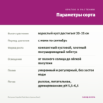 Петуния Capella Pink Morn (срезы/5шт) — параметры сорта