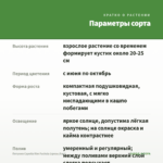 Петуния Capella Rim Fuchsia (срезы/5шт) — параметры сорта