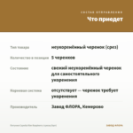 Петуния Capella Rim Raspberry (срезы/5шт) — что приедет