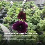 Петуния Capella Rose Ink (0,1л) — в таком виде растение уходит в заказ