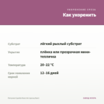 Петуния Capella Rose Ink (срезы/5шт) — как укоренить черенок