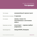 Петуния Capella Rose Ink (срезы/5шт) — что приедет
