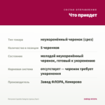 Петуния Capella Sangria (срезы/5шт) — что приедет