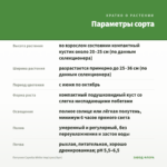 Петуния Capella White Imp(срез/5шт) — параметры сорта