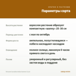 Петуния Cascadias Indian Summer (0,1л) — параметры сорта