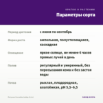 Петуния Cascadias Indigo (0,1л) — параметры сорта