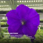 Петуния Cascadias Indigo (0,1л) — откуда растение: вертикальная ферма Завода ФЛОРА в Кемерово