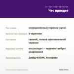 Петуния Cascadias Indigo (срезы/5шт) — что приедет