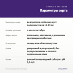 Петуния Cascadias Purple Gem (0,1л) — параметры сорта