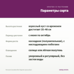Петуния Cascadias Rim Magenta (срезы/5шт) — параметры сорта