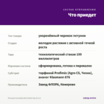 Петуния Cascadias Rim Violet Imp.(0,1л) — что приедет