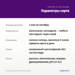 Петуния Cascadias Rim Violet (срезы/5шт) — параметры сорта